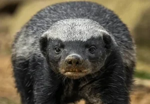 Honey Badger