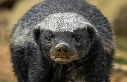 Honey Badger: Hewan Paling Berani Yang Tak Kenal Takut