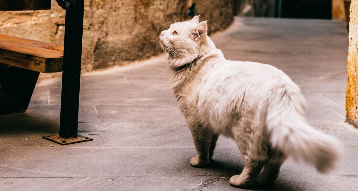 Misteri Di Balik Kebiasaan Kucing Menatap Dinding
