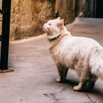 Misteri Di Balik Kebiasaan Kucing Menatap Dinding