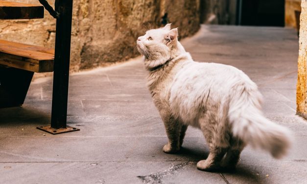 Misteri Di Balik Kebiasaan Kucing Menatap Dinding
