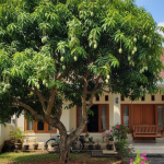 Rindangnya Pohon Mangga, Solusi Rumah Sejuk Di Musim Panas