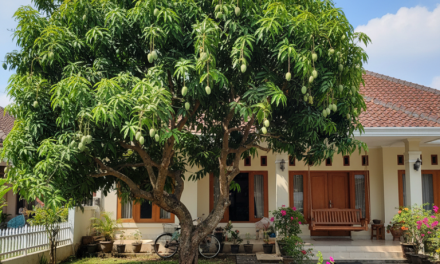 Rindangnya Pohon Mangga, Solusi Rumah Sejuk Di Musim Panas