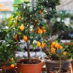 Tanaman Buah Yang Subur Di Tanam Di Pot: Solusi Berkebun