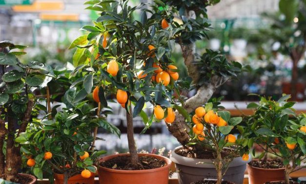 Tanaman Buah Yang Subur Di Tanam Di Pot: Solusi Berkebun