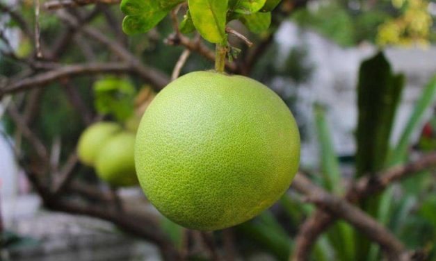 Jeruk Bali: Manfaat Mengejutkan Sebagai Antidepresan Alami